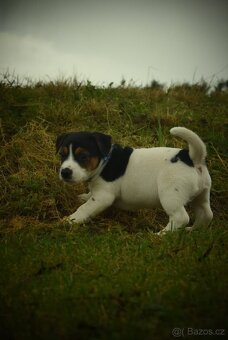 Jack Russell teriér - 8