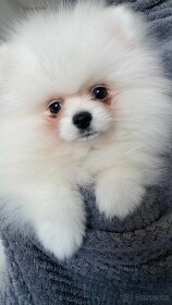 Pomeranian puppies for sale - 8