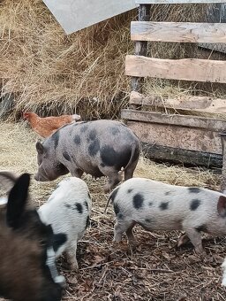 Gottingenská mini-prasátka - 8