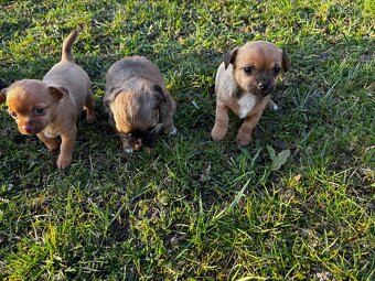 Čivava - štěňata bez pp - 8