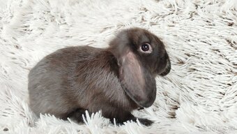 Zakrslý beránek, králíček, králík - PEGGAS - 8