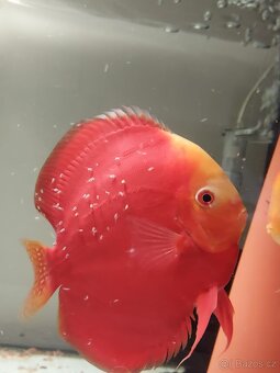 Discus - Terčovec - 8