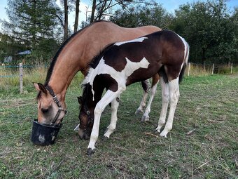 Predám 10 ročného žrebca Paint Horse - 8