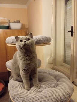 Britská modrá s PP - 8