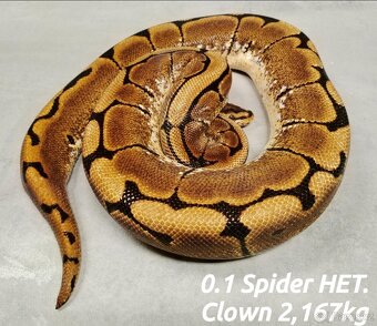 Krajta královská subadult a adult - 8