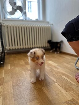 Australský ovčák red merle pes - 8