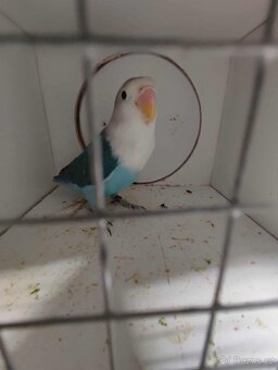 Agapornis ficheri - 8