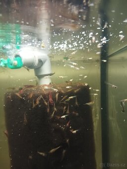 Prodej s vlastního chovu - 8