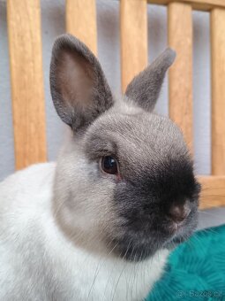 Zakrslý siamský sameček Méďa - 8