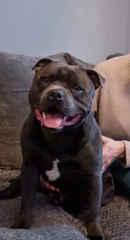 Stafordšírský bulteriér - 8