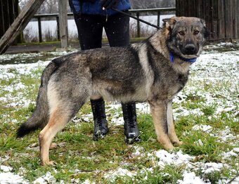 BOLEK K ADOPCI - 1,5 ROKU, PŘÁTELSKÝ,KONTAKTNÍ,HRAVÝ - 8