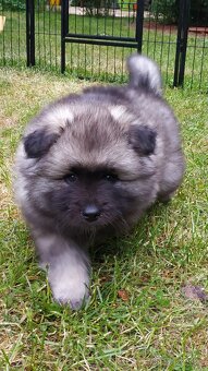 Vlčí špic / Keeshond - 8