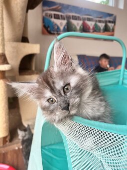 Maine coon s PP - 8