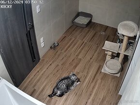 KRYTÍ WHISKAS BRITSKÝ KOCOUR - ČISTOKREVNÝ, ZKUŠENNÝ - 8