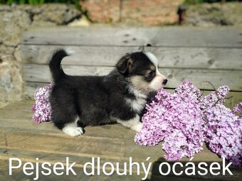 Welsh Corgi Pembroke, s PP FCI, NATURAL BOB - 8