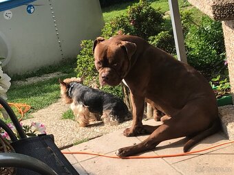 American bully - 8