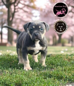 American Bully XL / XXL - 8