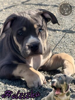American Bully XL / XXL - 8