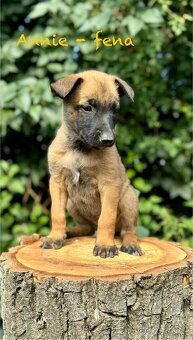 Štěně belgického ovčáka malinois s PP - 8