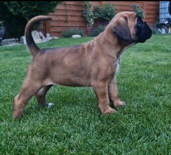 Nemecky boxer s pp - - 8