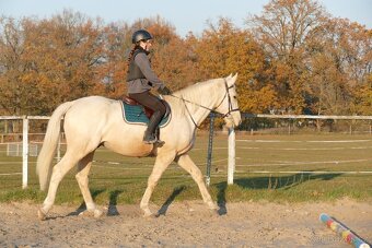 Tříletý atraktivní valach - 8