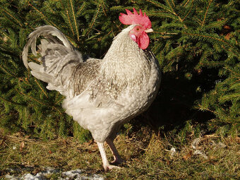 Prodám krásného kohouta do chovu - 8