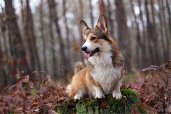Fenka Welsh Corgi Pembroke s PP - 8