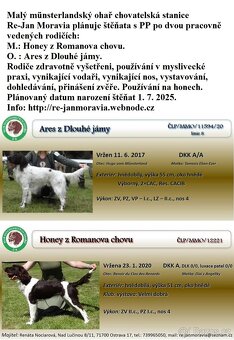 Malý münsterlandský ohař štěňata s PP - 8