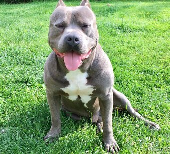Americký Stafordširský Teriér - 8