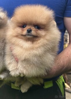 Pomeranian s pp FCI - 8