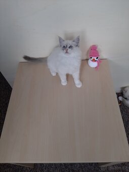 Prodám koťátka Ragdoll bez PP - 8