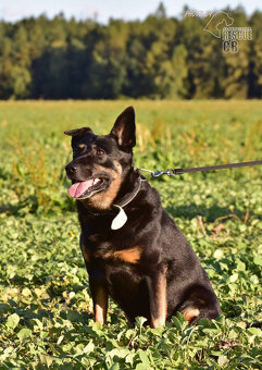 Darujeme nalezeného křížence - 8