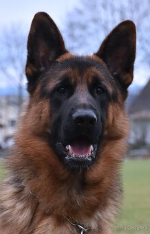 Německý Ovčák - 8