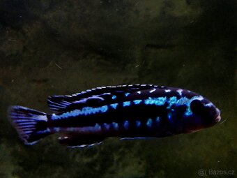 Tlamovci Malawi 17 - 8