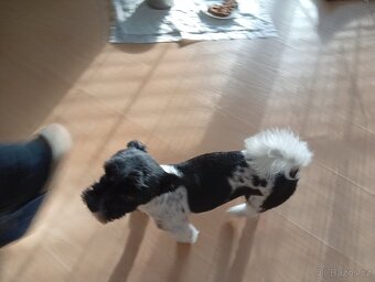 Prodej 4 letého pejska Yorkshire Teriér Biewer - 8