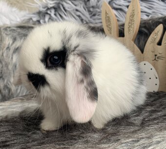 ❤️❤️miminka Minilop Kralicek Beránek - 8