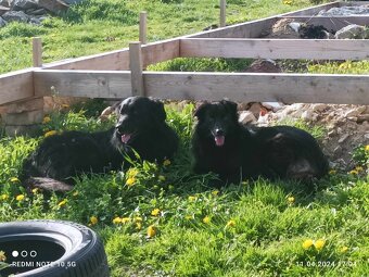 PRODEJ ROZTOMILÝCH ŠTĚŇÁTEK bez PP - 8