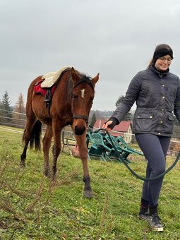 Hodný hřebeček - 8