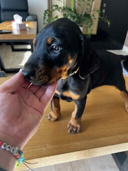 Šteňatá Doberman - 8