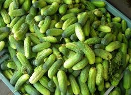 Okurky nakladačky - 8