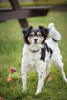 Bublina - malá kříženka, moc hodná, mazlivá a praštěná - 8