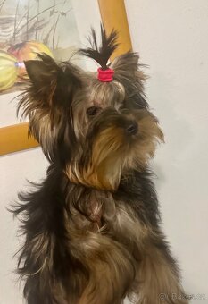 Jorkšírský teriér, drobná fenka fenka s Pp - 8