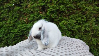 Zakrslý beránek, králíček, králík -MOLLY - 8