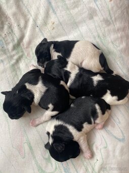 Knírač malý barevný - 8