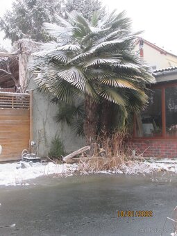 Mrazuvzdorná Palma konopná-palmičky - 8