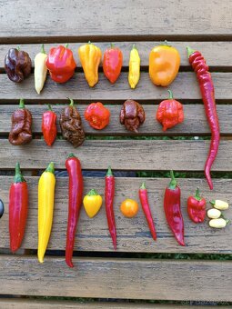 Sazenice chilli papriček - 8