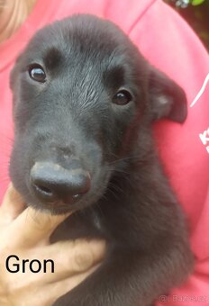 Belgický ovčák malinois - 8