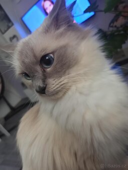 Ragdoll koťátko - 8