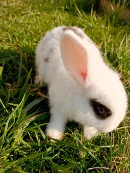 Zakrslý beránek - 8