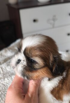 Štěňátka Shih-tzu s PP(shi-tzu, shihtzu) - 8